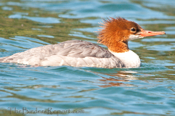 Common Merganser