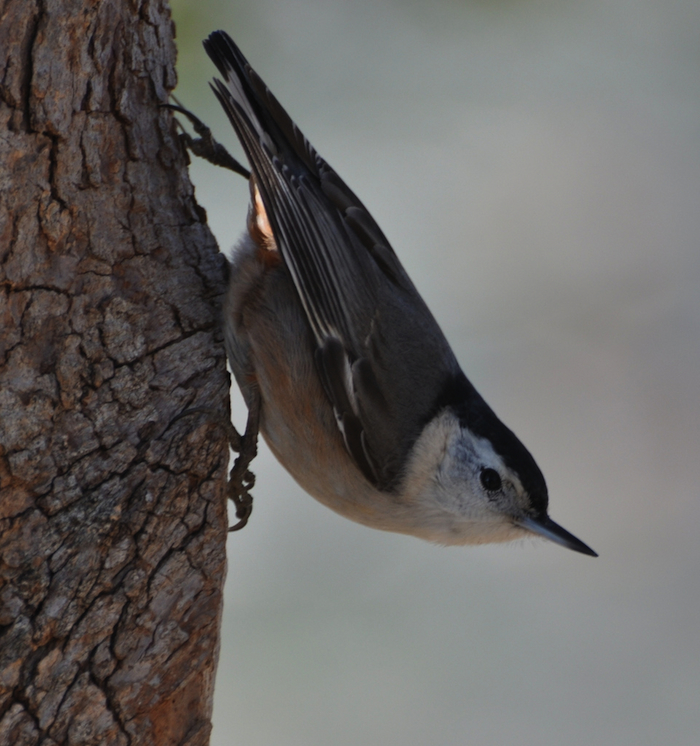 White-breasted Nuthatch