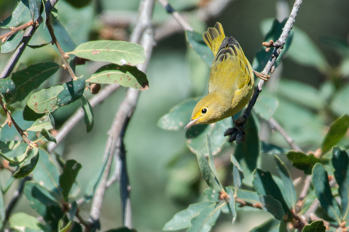 Yellow Warbler