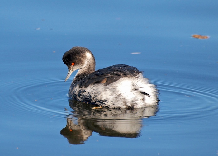 eared grebe winter