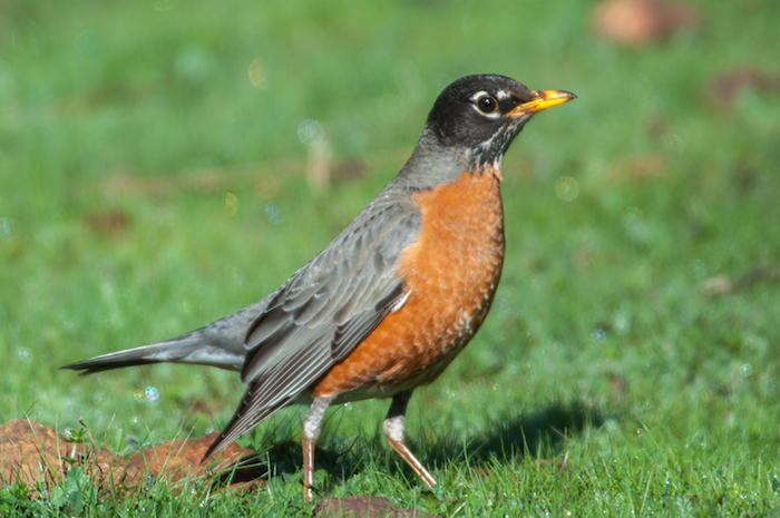 American Robin