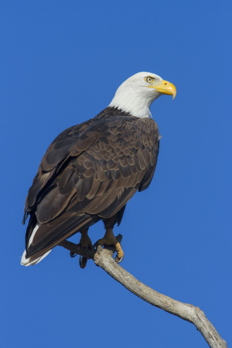 Birds Pull Out Their Winter Coats - Wintu Audubon Society