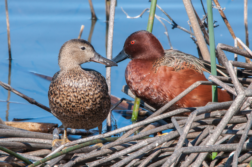 Cinnamon Teal Pair