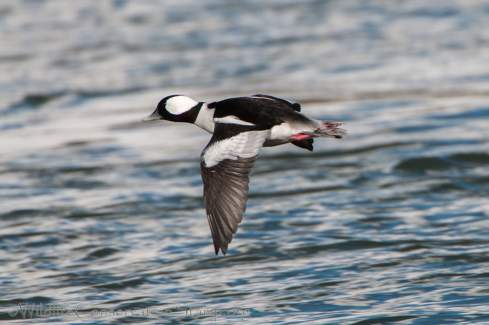 Bufflehead Drake In Flight