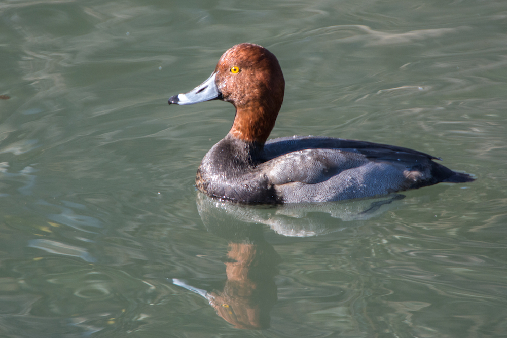 Redhead Drake