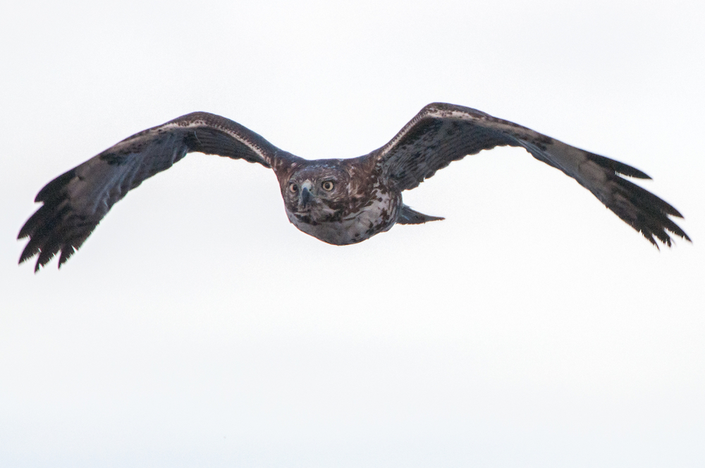 Places To Bird Wintu Audubon Society