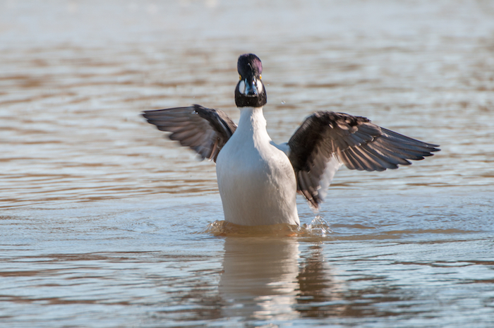 Common Goldeneye Drake