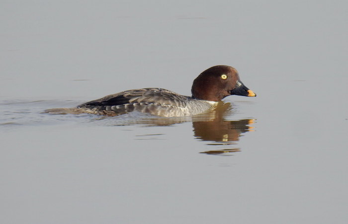 Common Goldeneye Female