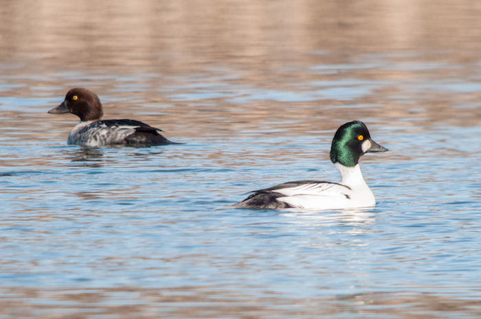 Common Goldeneye Pair