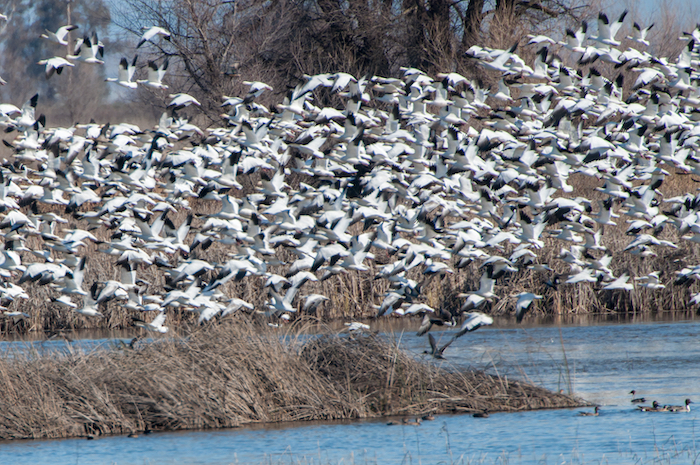 Ducks - Diving and Dabbling