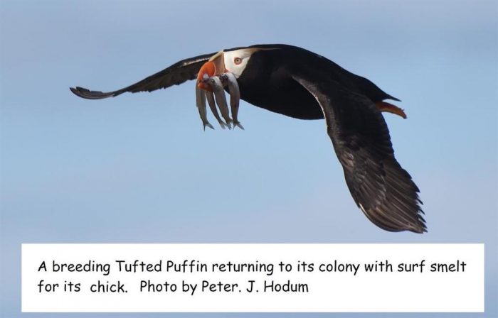 Tufted Puffin