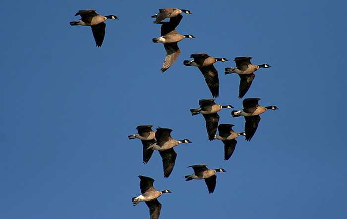 canadian geese v formation