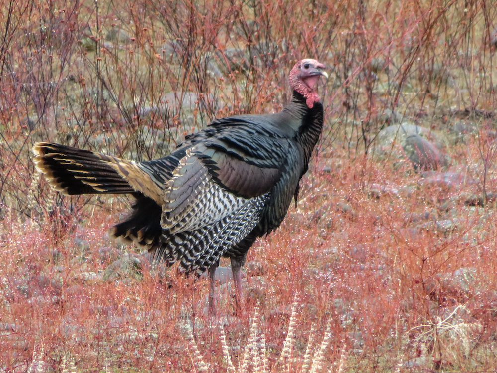 Wild Turkey Gobbler